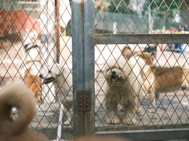 Vários cães de portes diferentes atrás da cerca de tela de um abrigo de animais