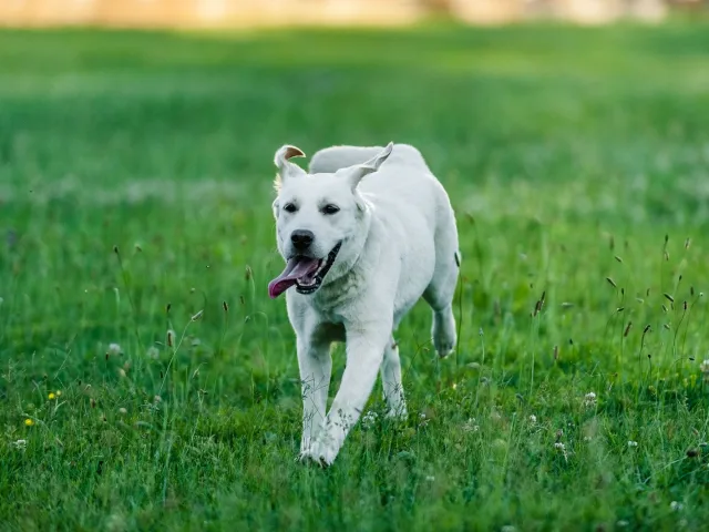 Cão adulto correndo na grama, com a cintura visível de perfil