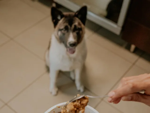 Cão esperando a refeição ser preparada na cozinha