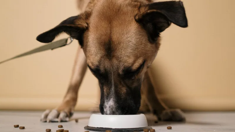 Cão comendo ração em tigela branca