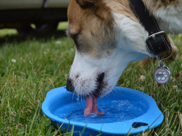 Cachorro de pelagem branca e caramelo bebendo água em uma tigela azul