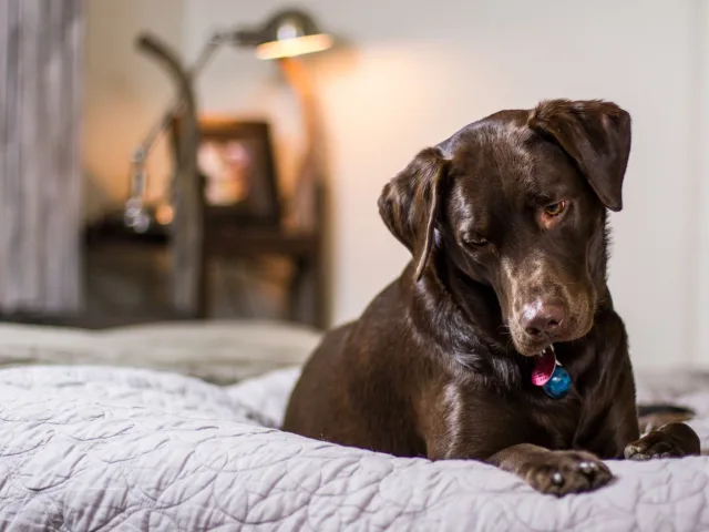 Cão deitado, sendo observado em casa