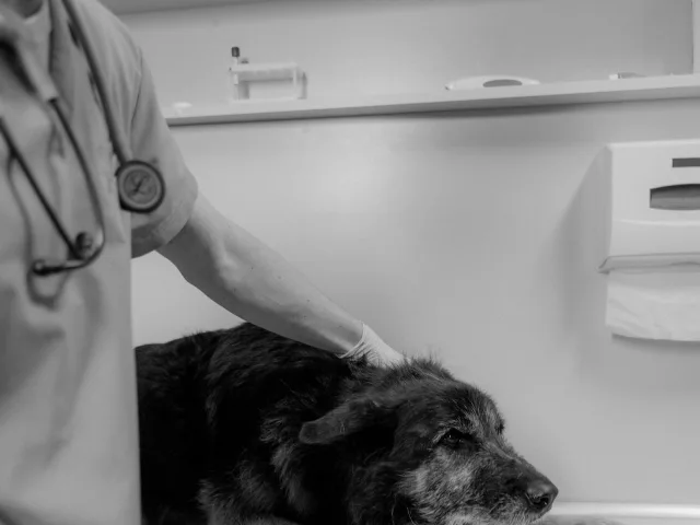 Cão sendo examinado por veterinário em clínica