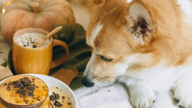 Cão sentado à mesa ao lado de panquecas com chocolate