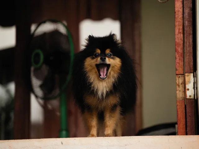Cão de pequeno porte latindo na entrada de uma casa