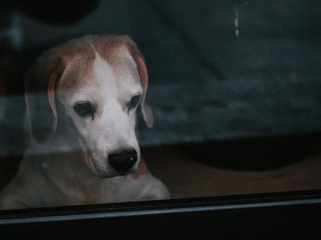 Cão olhando pela janela à espera do tutor