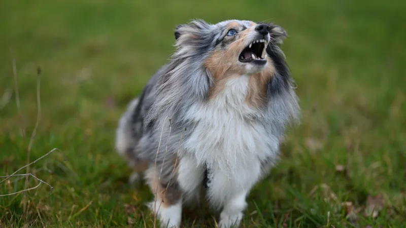 Cão pastor-de-shetland latindo em um gramado