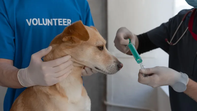 Cão de pelo claro contido por voluntário enquanto veterinário prepara a seringa da vacina