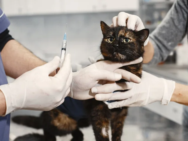 Gato de pelagem escura contido com cuidado por duas pessoas enquanto recebe vacina