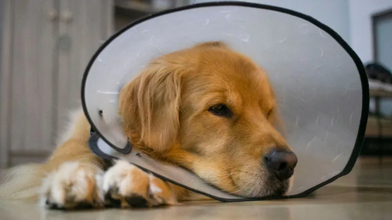 Golden retriever deitado no chão de casa usando colar elizabetano transparente, com o olhar sonolento