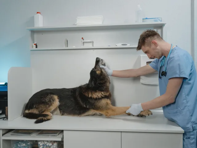 Veterinário de uniforme azul examinando um pastor alemão deitado sobre a mesa do consultório