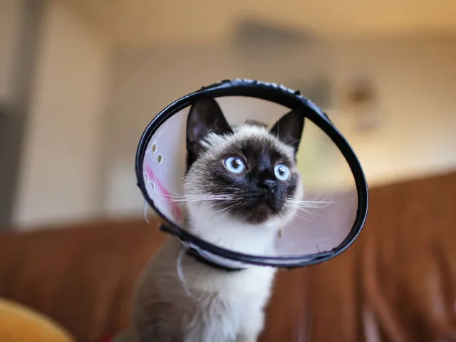 Gato siamês jovem sentado num sofá usando colar elizabetano transparente, olhando para a câmera
