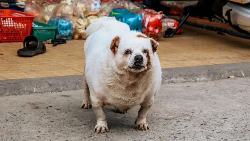 Cão branco bem acima do peso, de pé numa calçada, olhando para a câmera