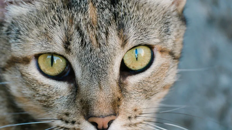 Close do rosto de um gato malhado, com os olhos verdes em destaque