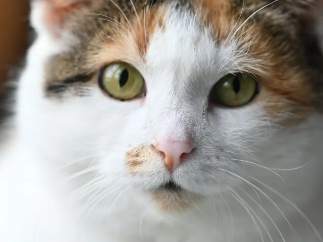 Gata tricolor com manchas laranja, pretas e brancas, de olhos verdes