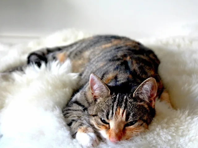 Gato tabby dormindo enrolado sobre um tapete claro