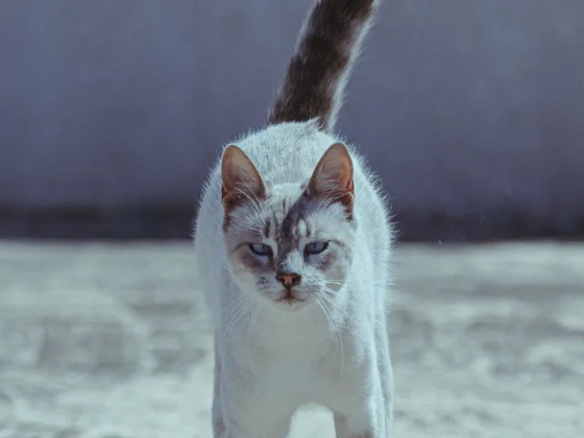 Gato branco em pleno salto, com as quatro patas fora do chão