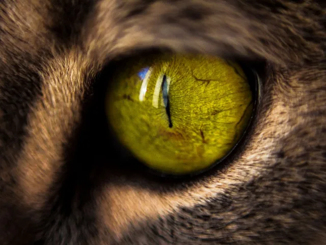 Macro do olho verde de um gato, com a pupila em fenda