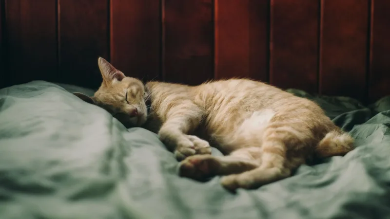 Gato laranja dormindo esticado sobre a cama