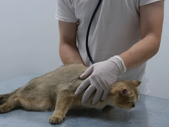 Médico-veterinário ausculta com estetoscópio um gato deitado na mesa de exame