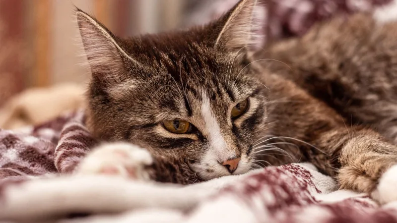 Gato deitado no sofá, quieto e com os olhos semicerrados