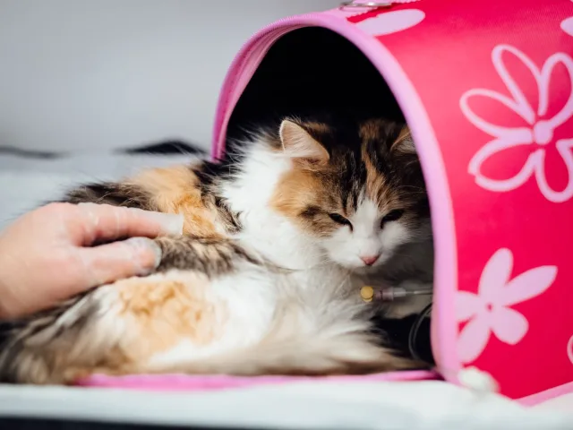 Gato sendo examinado por profissional em atendimento veterinário