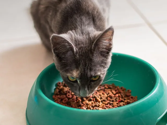 Gato comendo em tigela, em porções pequenas