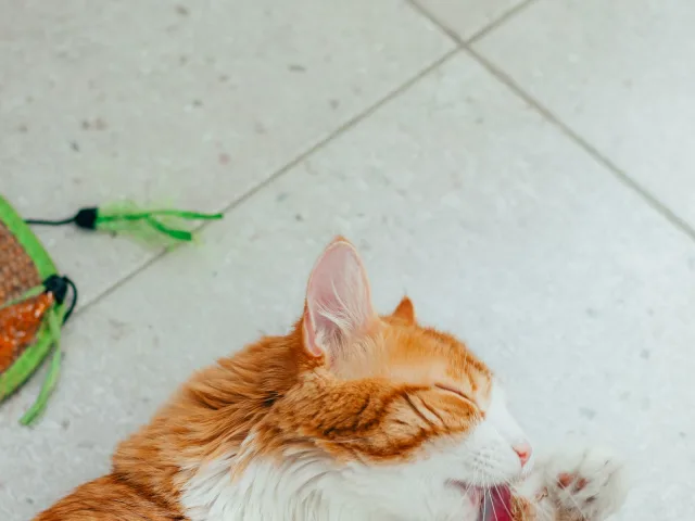 Gato laranja deitado no chão se lambendo, comportamento que leva à formação de bolas de pelo