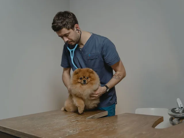 Veterinário de uniforme azul examinando um cão da raça spitz alemão sobre a mesa do consultório