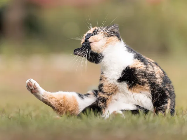 Gata tricolor sentada na grama coçando o pescoço com a pata traseira, olhos fechados