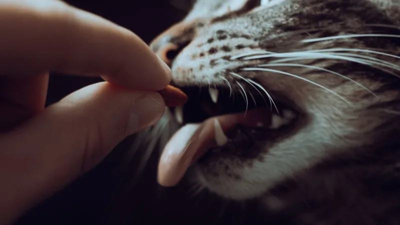 Mão de uma pessoa colocando algo pequeno diretamente na boca de um gato malhado, em close