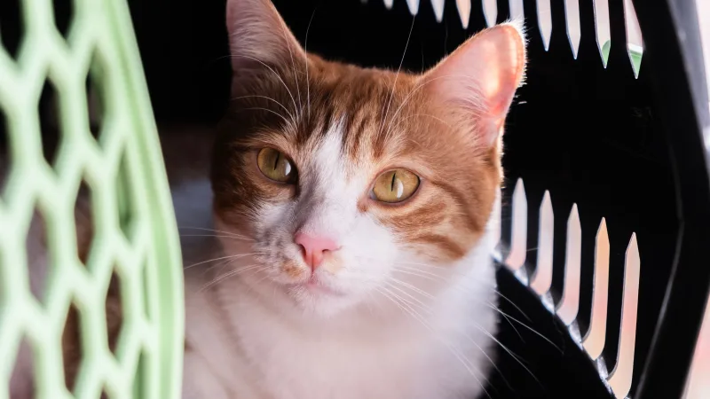 Gato laranja e branco dentro de uma caixa de transporte com a porta aberta