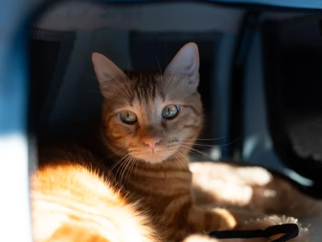 Gato laranja deitado calmamente dentro de uma caixa de transporte forrada