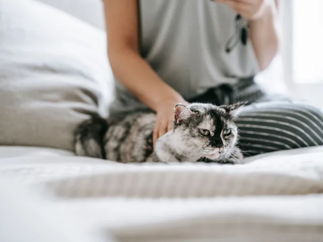 Pessoa sentada na cama acariciando um gato cinza deitado ao lado