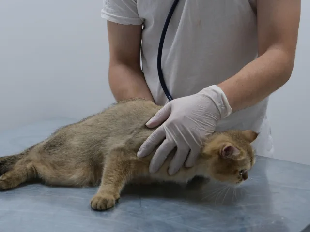 Médico veterinário examinando um gato deitado na mesa com estetoscópio
